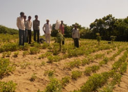 Other farmers visiting Vittalbhai’s plantation to replicate in their farms