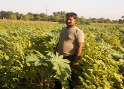 Vaghbhai stands proudly in his intercropped Caster cotton field expecting greater financial returns